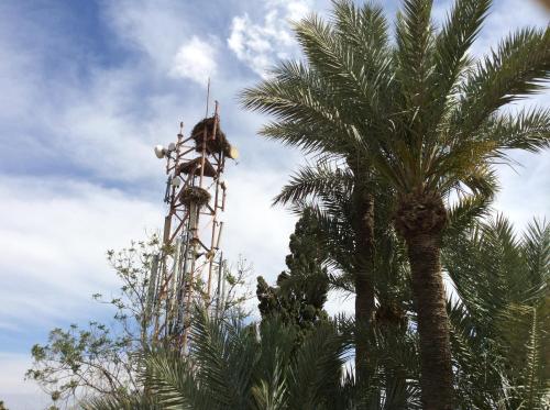 a palm tree with a tower in front of a palm tree at Chems Hotel in Marrakech