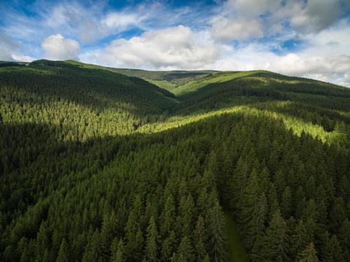 an aerial view of a forest of green trees at Penzion pod Šerákem in Ostružná