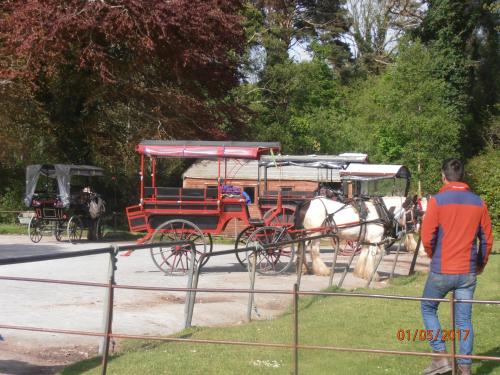 a man standing next to a horse drawn carriage at Larkfield House B&B, Ballycasheen Kerry V93 WD51 in Killarney