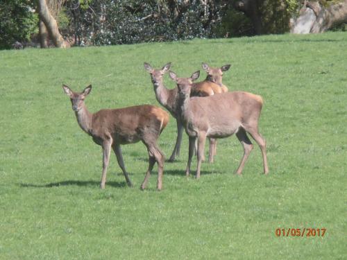 a group of deer standing in a field at Larkfield House B&B, Ballycasheen Kerry V93 WD51 in Killarney