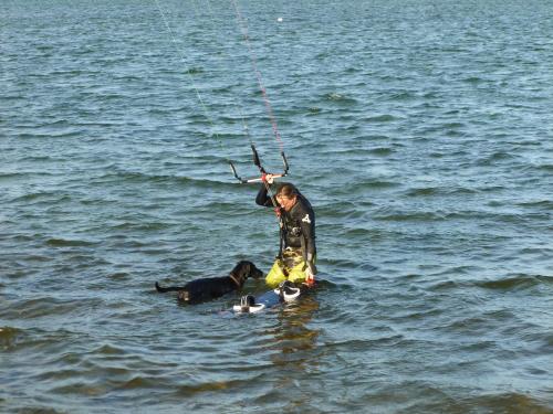 a man standing in the water with a dog in the water at Haus Strandperle in Dahme