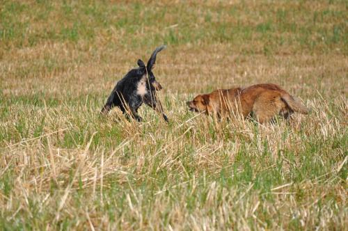 a goat and a dog laying in a field at Masseria Straziuso - La Vaccariccia in San Chirico Nuovo
