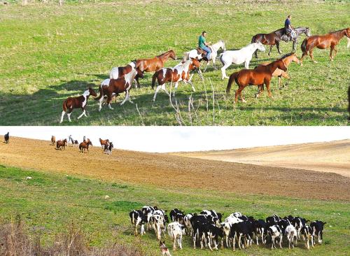 two pictures of horses and cows running in a field at Masseria Straziuso - La Vaccariccia in San Chirico Nuovo