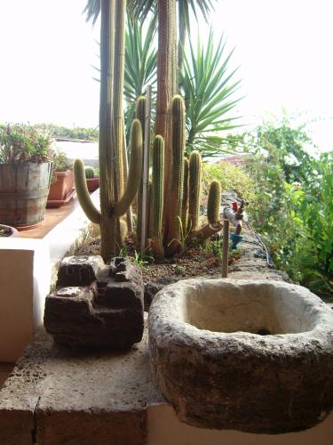 un giardino di cactus con un grande cactus di Appartamento America a Pantelleria