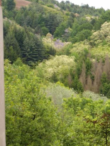 a lush green hillside with trees and bushes at B&B Cà dal Busc in Sostegno