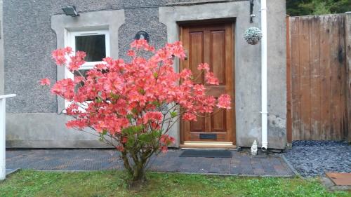 a tree with red flowers in front of a wooden door at Llugwy Cottage in Betws-y-coed
