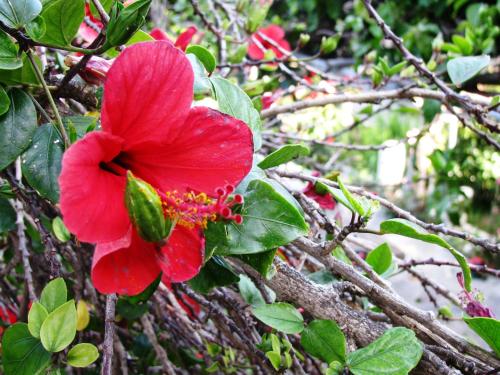 a red flower on the side of a tree at Anna Studios in Katapola
