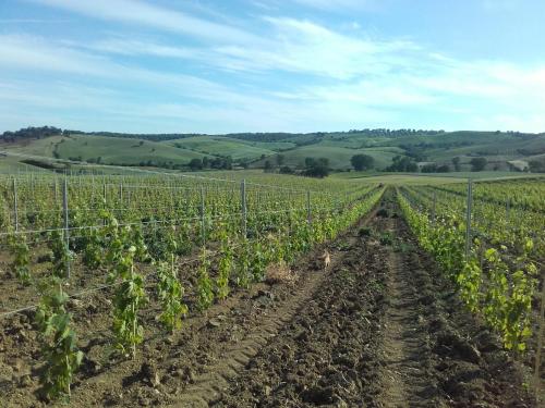 a row of vines in a field at Agriturismo da Remo in Magliano in Toscana