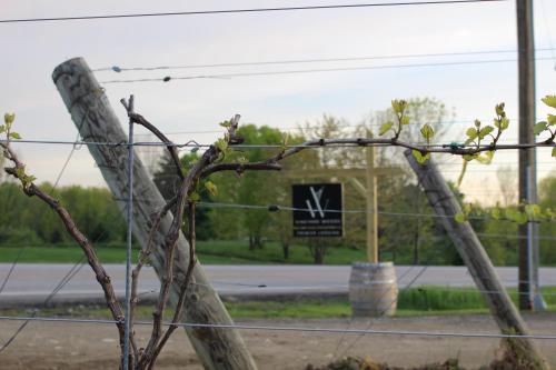 Gambar di galeri bagi Vineyard Woods di Geneva