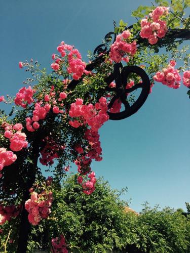a bunch of pink flowers on a tree at Alquimista Montevideo in Montevideo