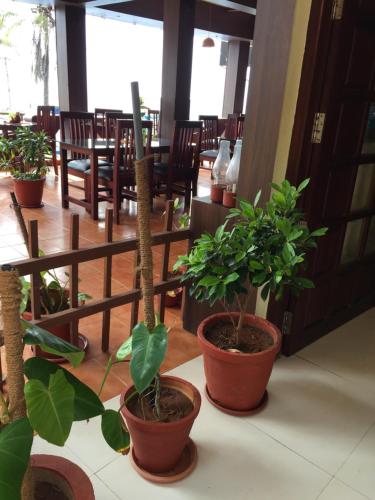 a group of potted plants sitting on a table at The Ocean Park Beach Resort in Kovalam