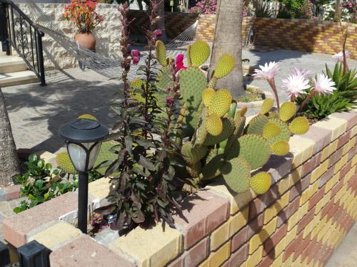 a garden with cacti and flowers on a brick wall at Astrofegia Apartments Near The Sea in Ayia Marina