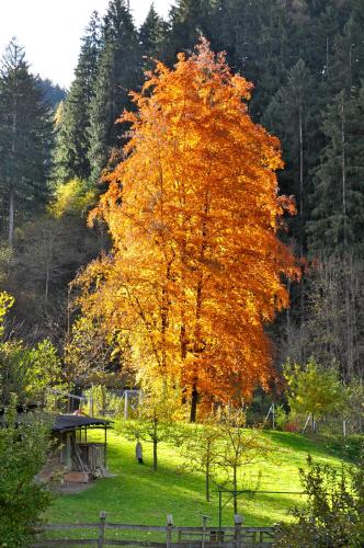 a large tree in the middle of a field at Gästehaus Pension Edelweiss in Kolsass
