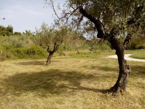 two trees in a grassy field with the shade at Pappou's Studios in Ormos Panagias
