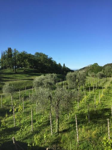 a vineyard on a hill with trees in a field at Agriturismo Cervano in Toscolano Maderno