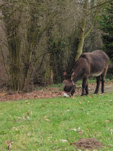 a donkey grazing in the grass in a field at Au fil de l'eau in Conchy-sur-Canche