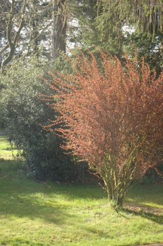 a tree with red leaves in a field at Lubnaig Guest House in Callander