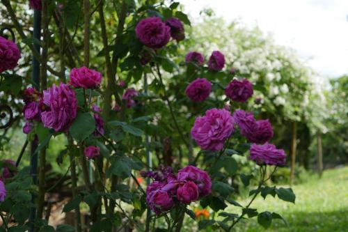 a bunch of purple roses in a garden at Chambres d'Hôtes Secret Pyrenées in Lasseube