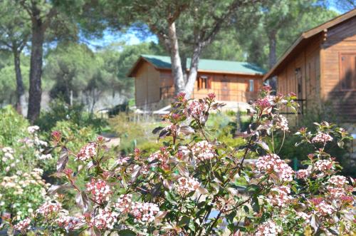 a bush with pink flowers in front of a house at Apartamentos Paraje San Gines in Andújar