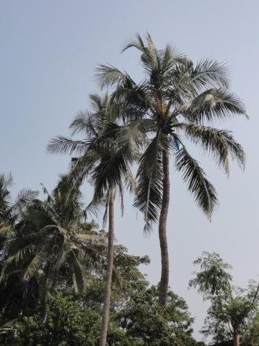 two palm trees in front of a blue sky at Judges Court in Puri