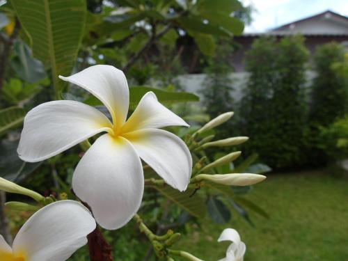 a white flower on a tree in a yard at Crystal Lamai Hotel in Lamai