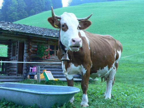 a brown and white cow standing next to a trough at Biobauernhof Windbachgut in Eben im Pongau