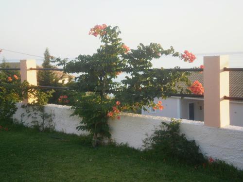 Κήπος έξω από το Alkioni Studios