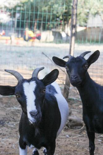 Animales en la estancia rural o alrededores