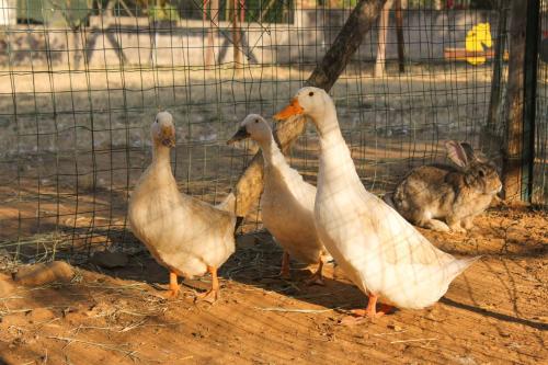 Animales en la estancia rural o alrededores