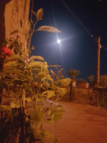 a plant in front of a light at night at Affittacamere Adri in Uzzano