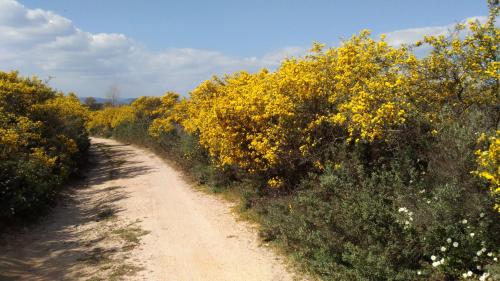 a dirt road through a field of yellow flowers at appartamento al mare vicino Olbia in Murta Maria