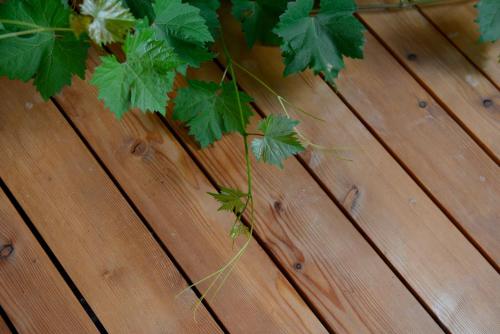 a bunch of green leaves on a wooden table at Apartments Mitterhof 1544 in Brunico