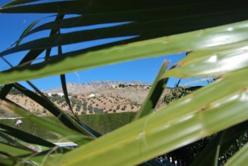 a view of a field from behind some green grass at Casa Rural La Herradura in Antequera