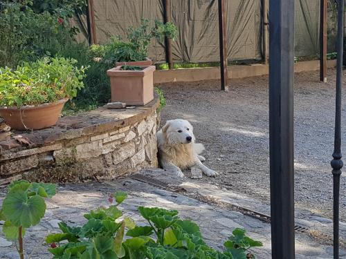 Κατοικίδιο ή κατοικίδια επισκεπτών που μένουν στο Agriturismo Il Solaio