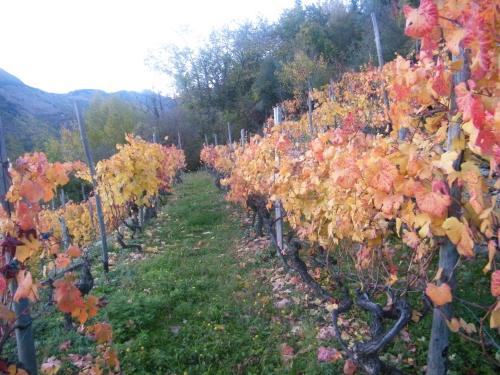 a row of grape vines in a field at Albergo Santo Spirito in Molini di Triora