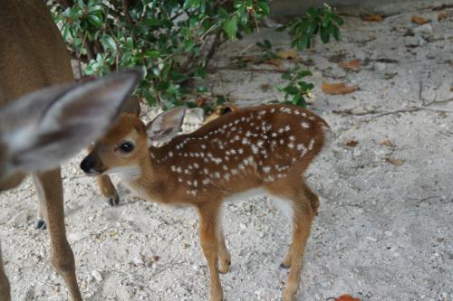 a small baby deer standing on the ground at Deer Run on the Atlantic in Big Pine Key