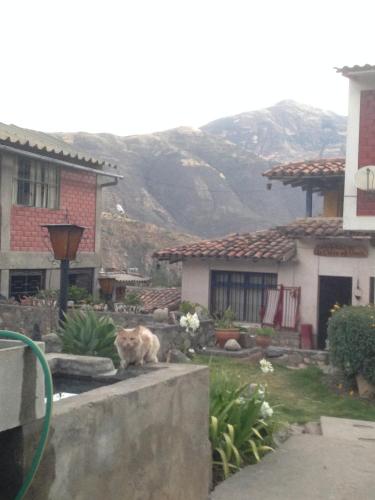 a cat sitting on a wall in front of a house at La Casita de mi Abuela in Mancos