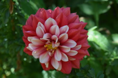 a red and white flower in a garden at La Casita de mi Abuela in Mancos