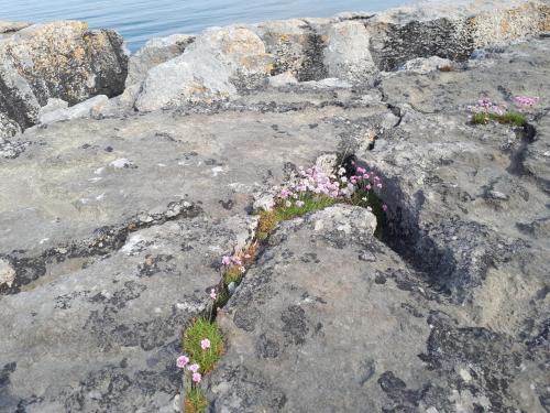 a bunch of flowers growing on some rocks at Doolin Farm Apartment in Doolin