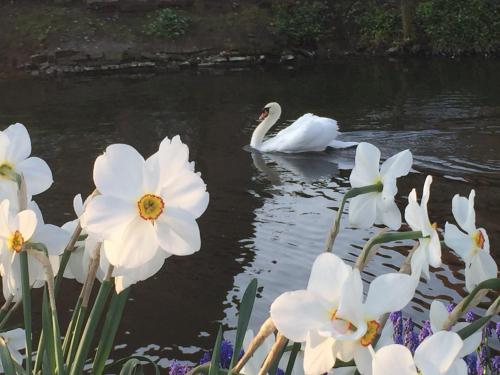 a swan swimming in a pond with white flowers at B&B De Rentmeesterhoeve in Reningelst
