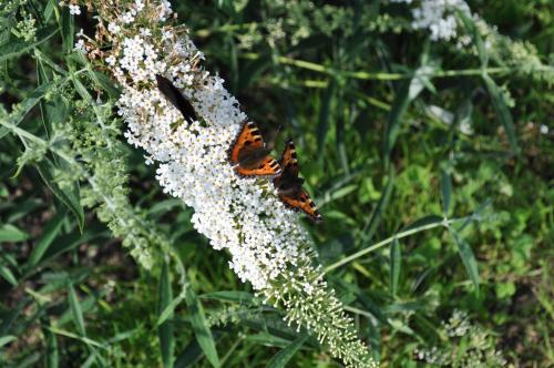 a butterfly is sitting on a white flower at Koebenhovedskov Bed & Breakfast in Rødding