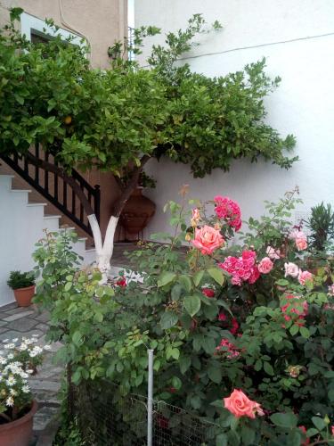 Sofia's Garden by Booking Kottas