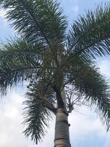 a palm tree in front of a cloudy sky at Jim Guesthouse in Kanchanaburi