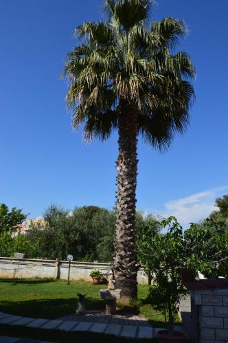 a palm tree with a cat sitting under it at Biblos e Mare in Taranto