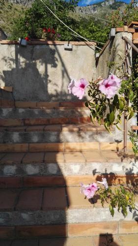 a group of pink flowers on a set of stairs at B&B La Torretta in Maratea