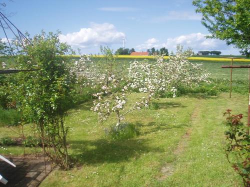 a row of trees with white flowers in a field at Country house in Karby