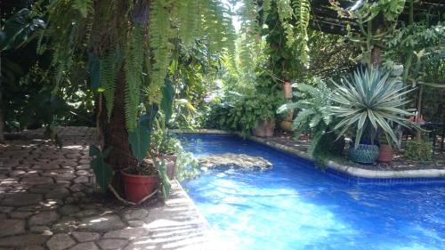 a swimming pool with plants in a garden at Jungle Lodge CANCUN AEROPUERTO in Cancún