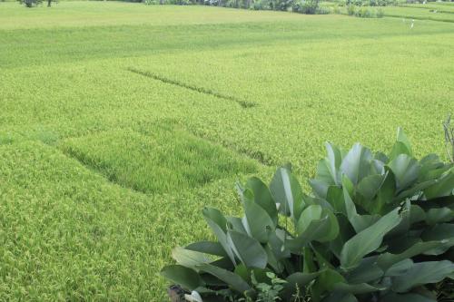 a green field with a green plant in the foreground at Heaven Villa Ubud in Ubud
