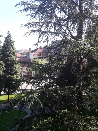 a tree in the foreground with houses in the background at City Center Apartment in Valjevo