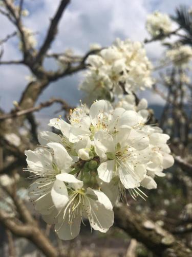 a tree with white flowers in front of the eiffel tower at Walk Cloud Bed and Breakfast in Meishan
